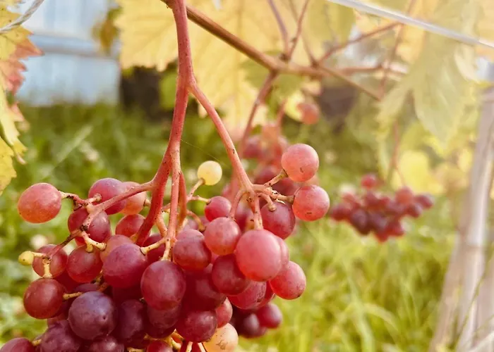 Mi Casita - Nad Jeziorem Tatil Evi